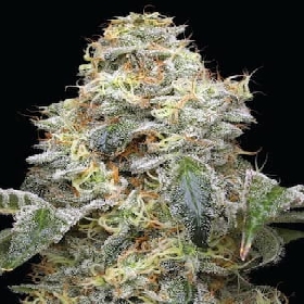 Farmer’s Daughter > Humboldt Seed Company